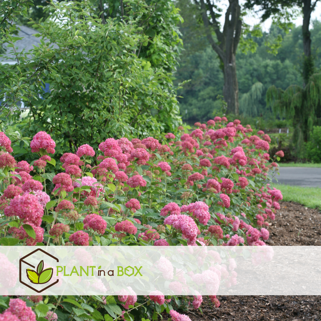 Hydrangea 'pink annabelle' - hortensia - rose - ⌀19 cm - hauteur 40-50 cm