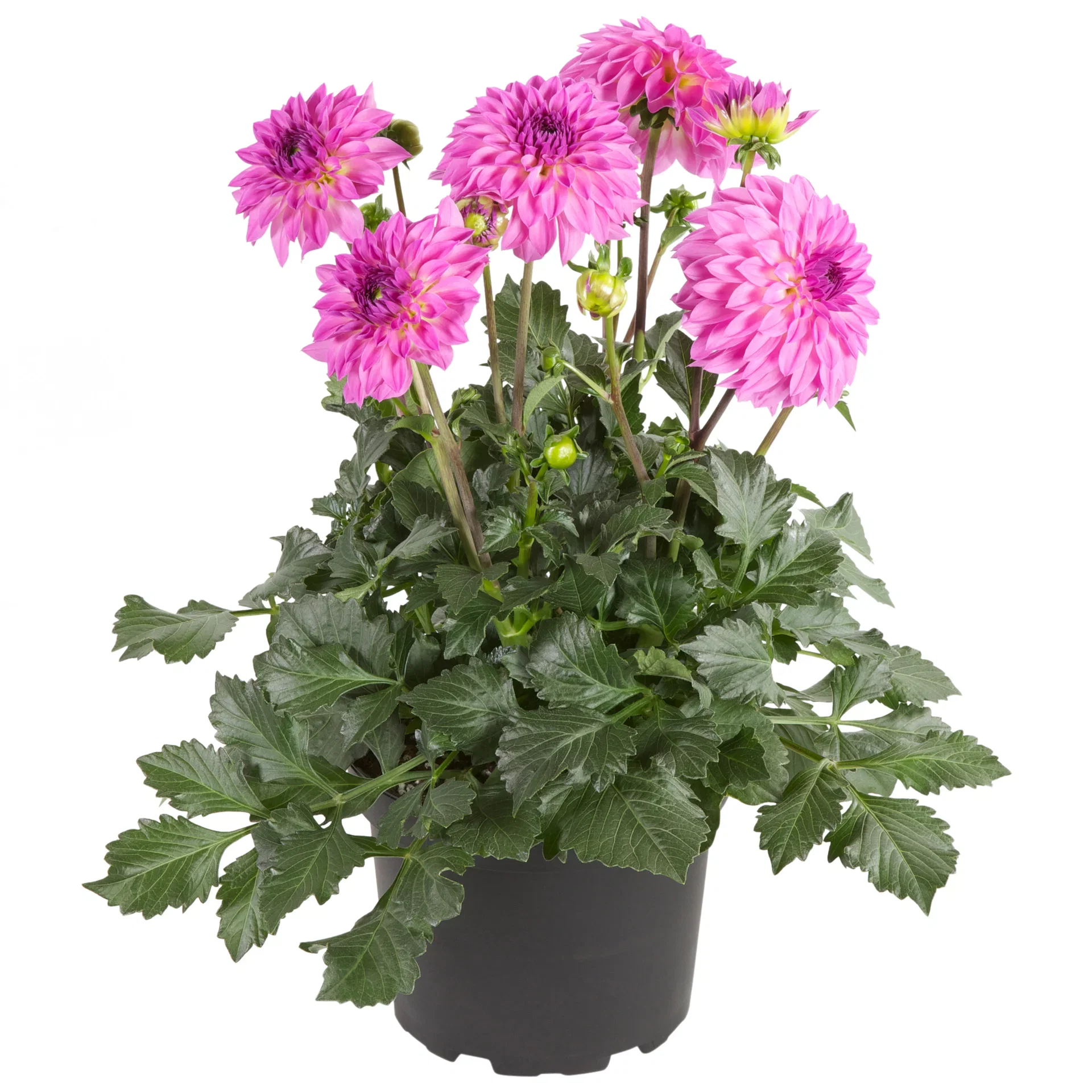 Dahlia green leaf, double fl. Pink 19 cm Georgine med fylte blomster Ø19 cm