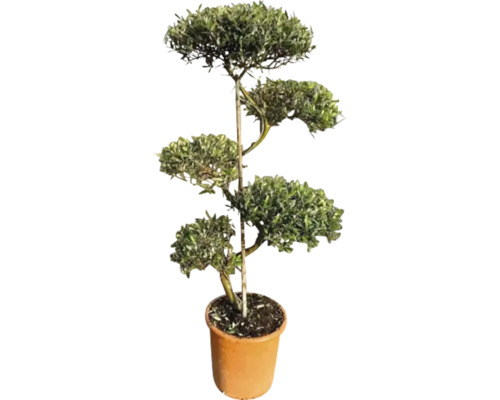 Olijfboom S-vorm FloraSelf Olea europaea H ca. 115 cm Ø 30 cm pot 35 Jaar FloraSelf Jubileumeditie