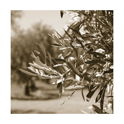 Cilio Toscana Grydeske