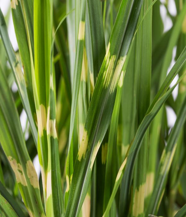 Stachelschweingras 'Strictus'