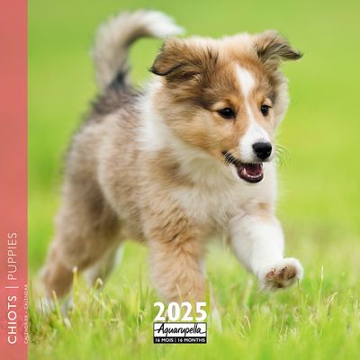 Calendrier mensuel 30x30 cm - 16 mois - Chiots
