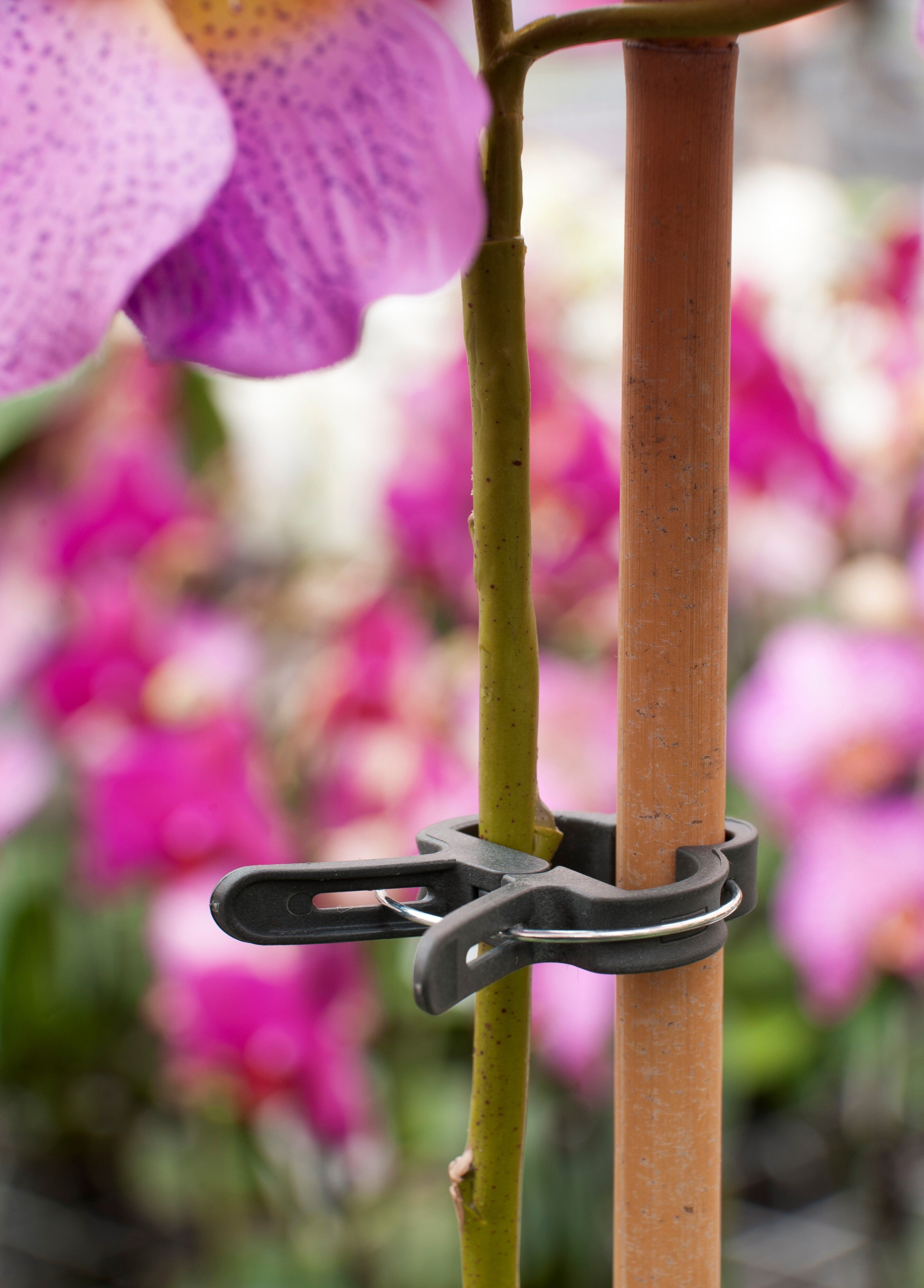 Nature Plantenclips 24mm - Klim- en Geleide Artikelen - 23x9.5x23.5 cm