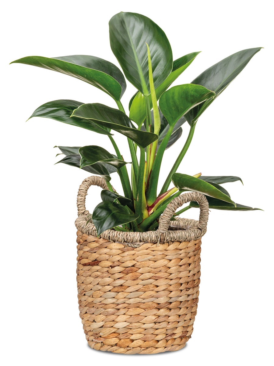Scheurich Waterhyacint 26, plantenbak/mand met handgrepen van waterhyacint, kleur: Natuur, diameter 26 cm, hoogte 23 cm, inhoud 10,6 l.