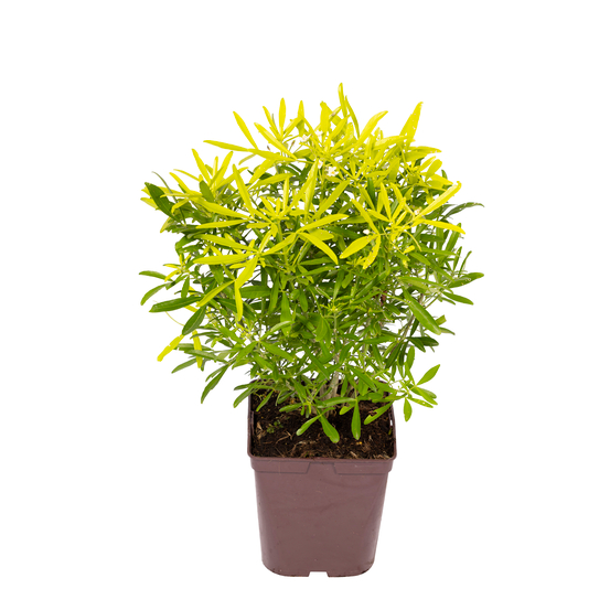 Choisya x ' Aztec Gold ': C 5L