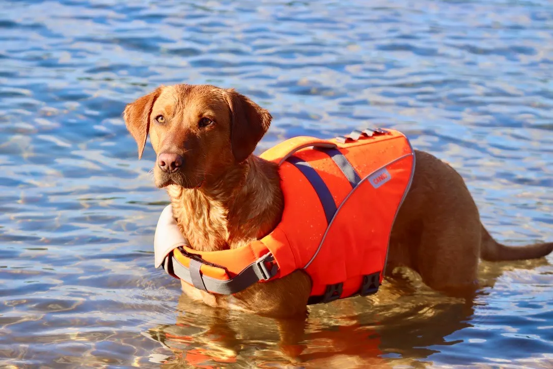 Active Canis Redningsvest til hund, S <7,5 kg