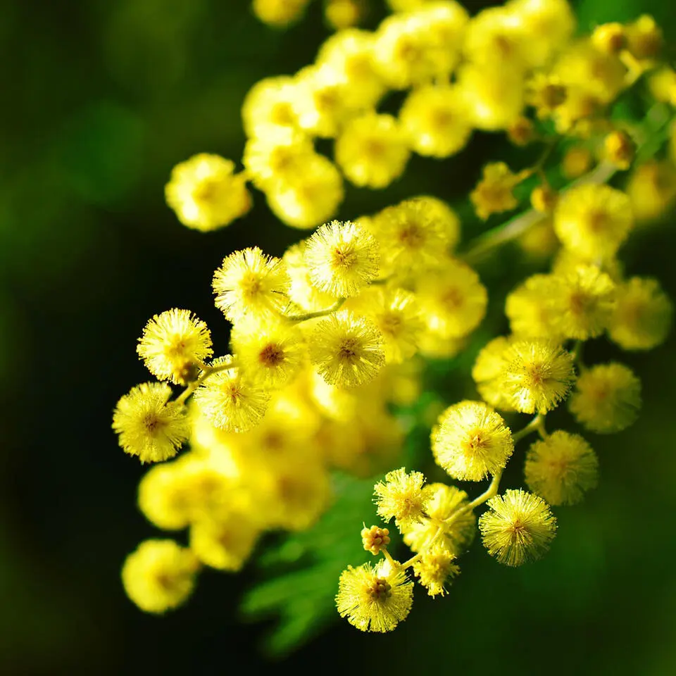 Zilveracacia - Set van 3 - Mimosa dealbata - Hoogte 25-40cm - ⌀9cm