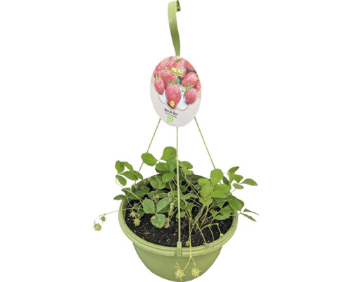 Biologische Aardbeien Hangplant FloraSelf Organic Ø 27 cm Hangpot, Hangende Aardbei
