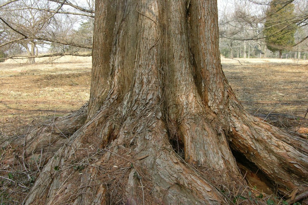 Sapin d'eau - 60 graines - avec substrat - metasequoia glyptostroboides