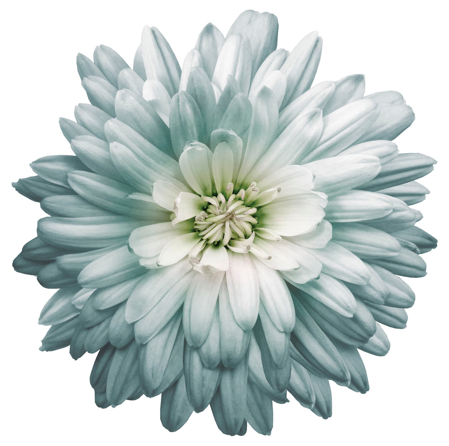queence Wandtattoo »Luna« Wandbild, Sticker, Blume, Blüte, selbstklebend