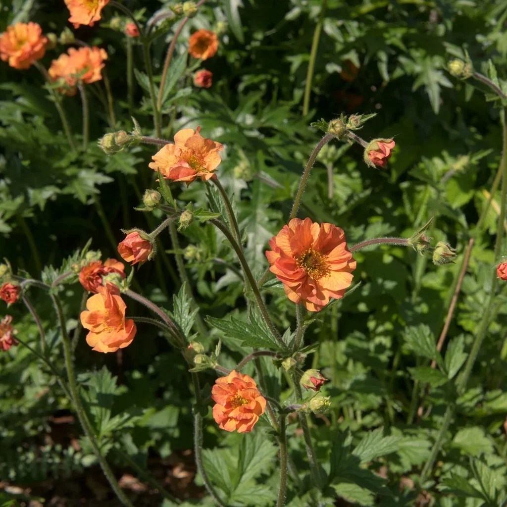 Geum coccineum 'Borisii' Prakthumleblom  'Borisii' Ø11 cm