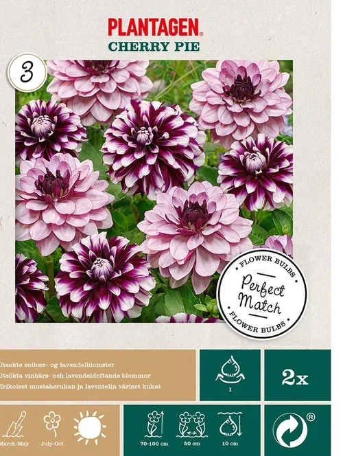 Dahlia Georgine miks ‘Cherry Pie’ 2 pk