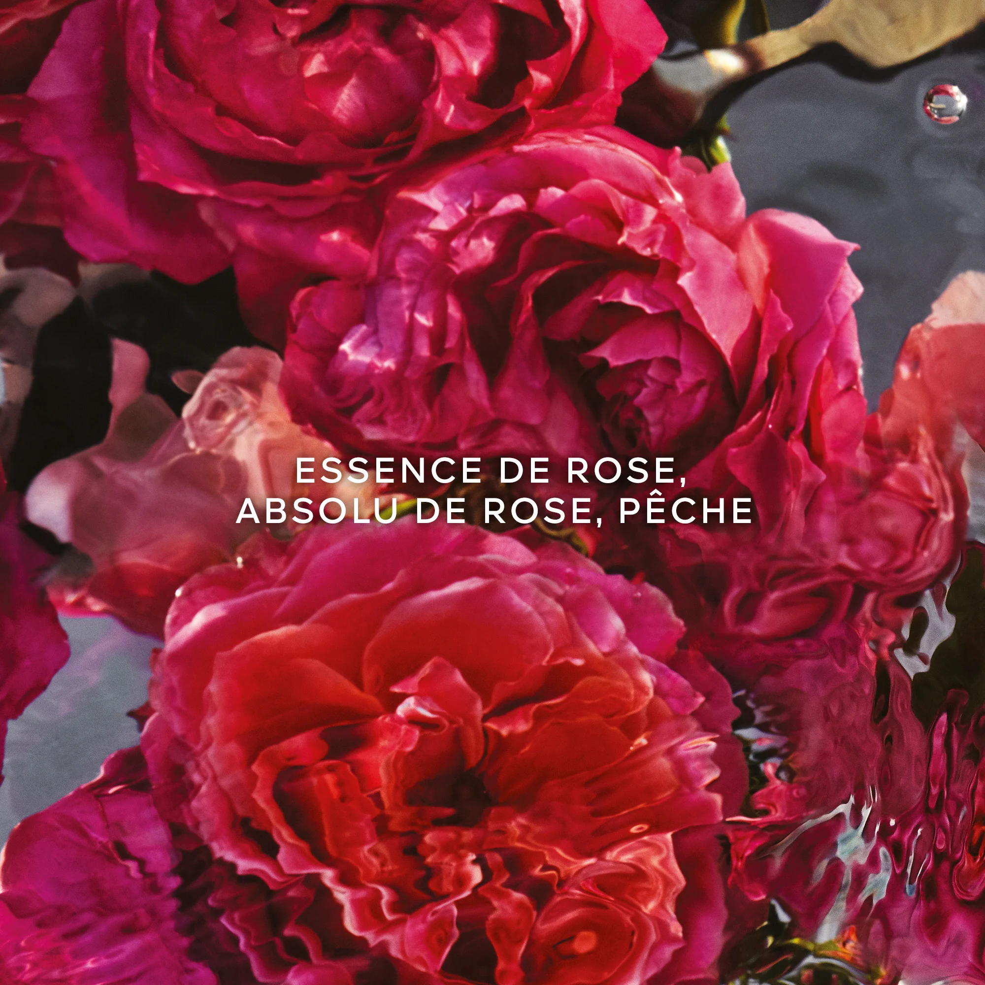 AQUA ALLEGORIA FORTE Rosa Rossa - Eau de Parfum |