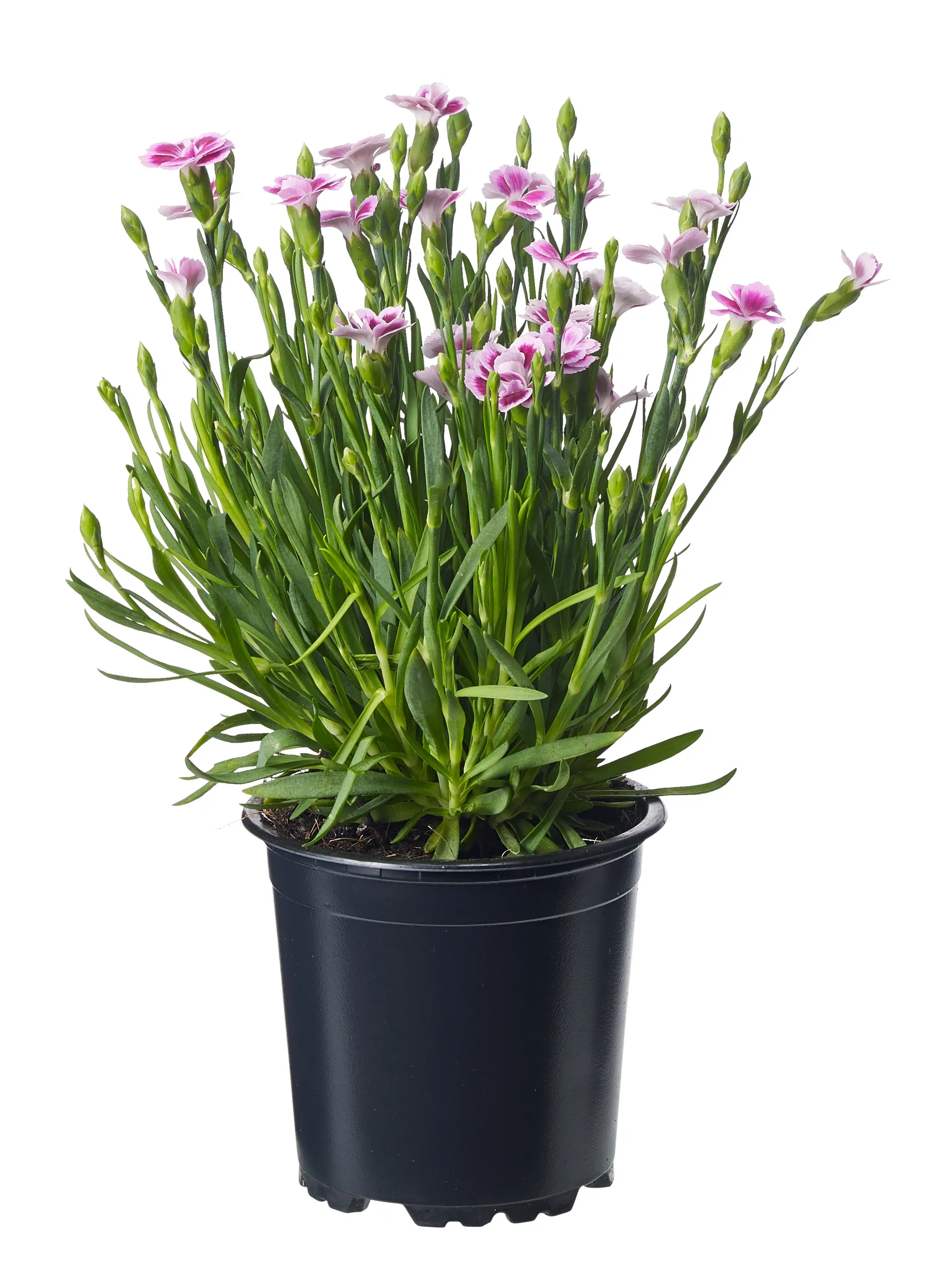 Dianthus dia. 'Pink Kisses' 10,5 cm Hagenellik 'Pink Kisses' Ø10,5 cm