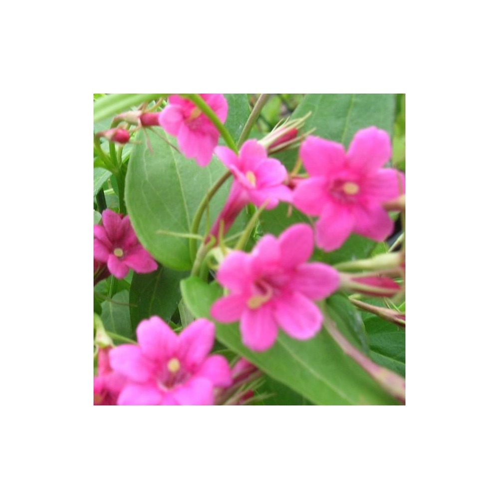 Jasmin beesianum/jasminum beesianum[-]godet - 5/10 cm