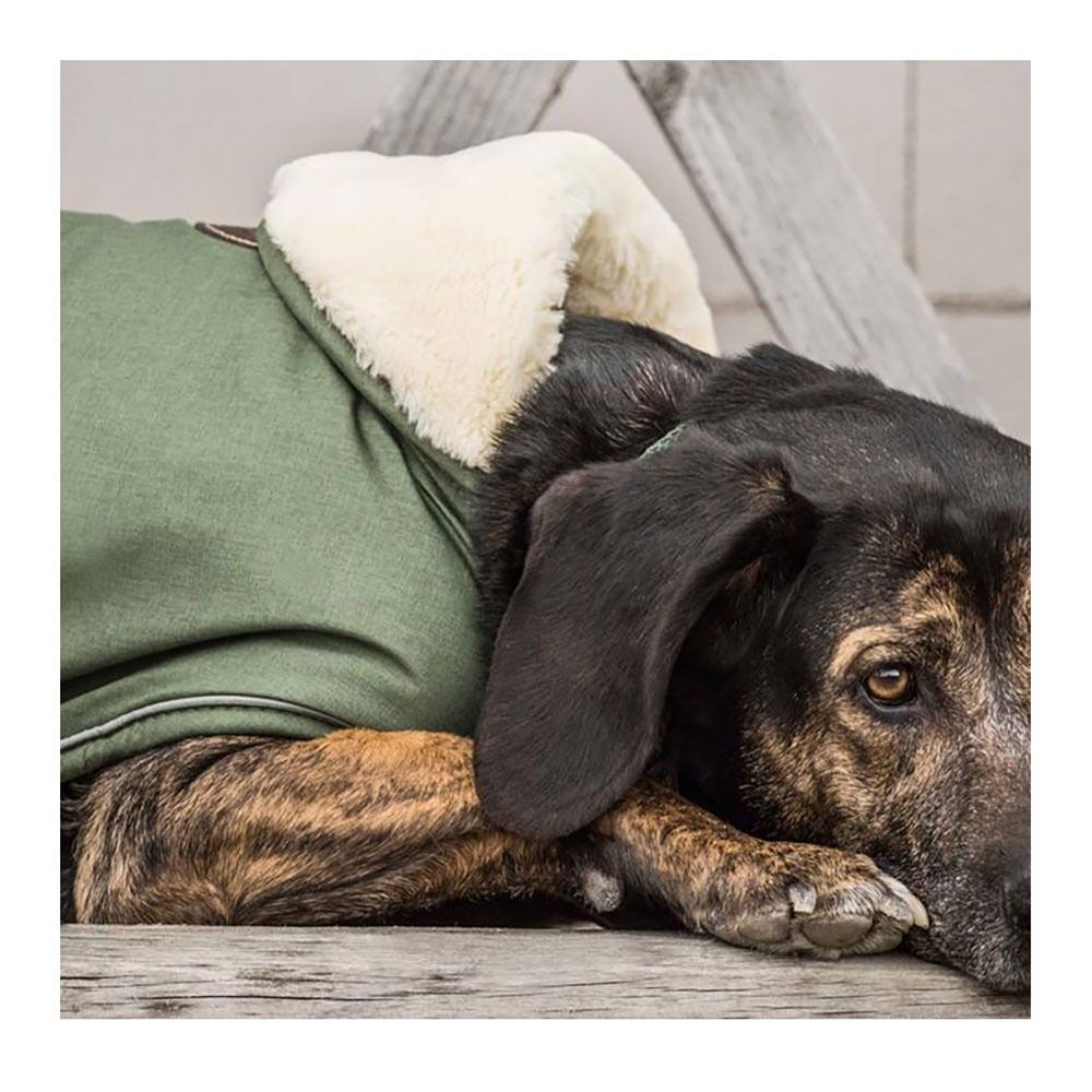 Kentucky PINA - Manteau pour chien vert sapin