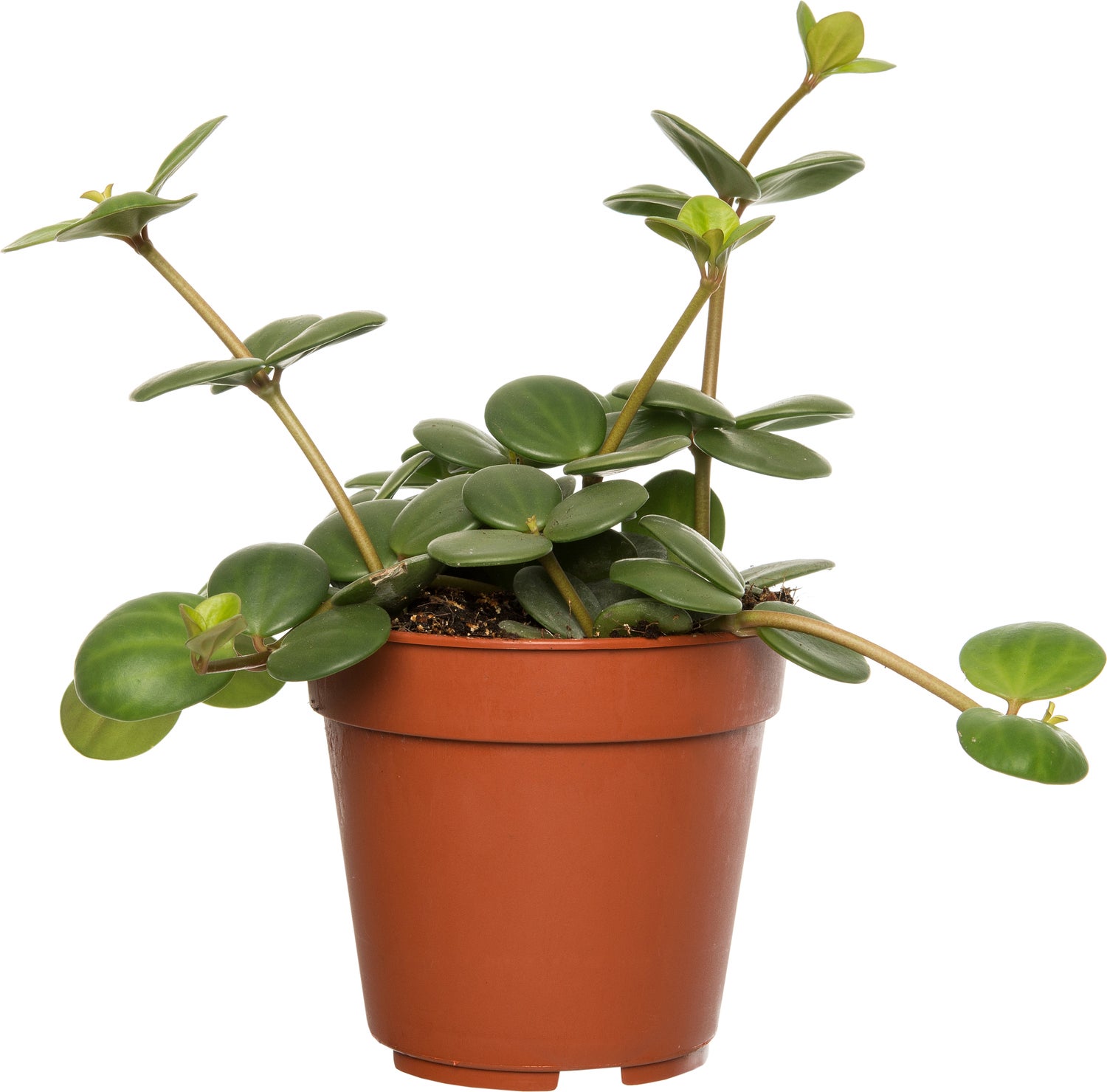 Peperomia (Peperomia tetraphylla 'Hope') D 12 H 15 cm