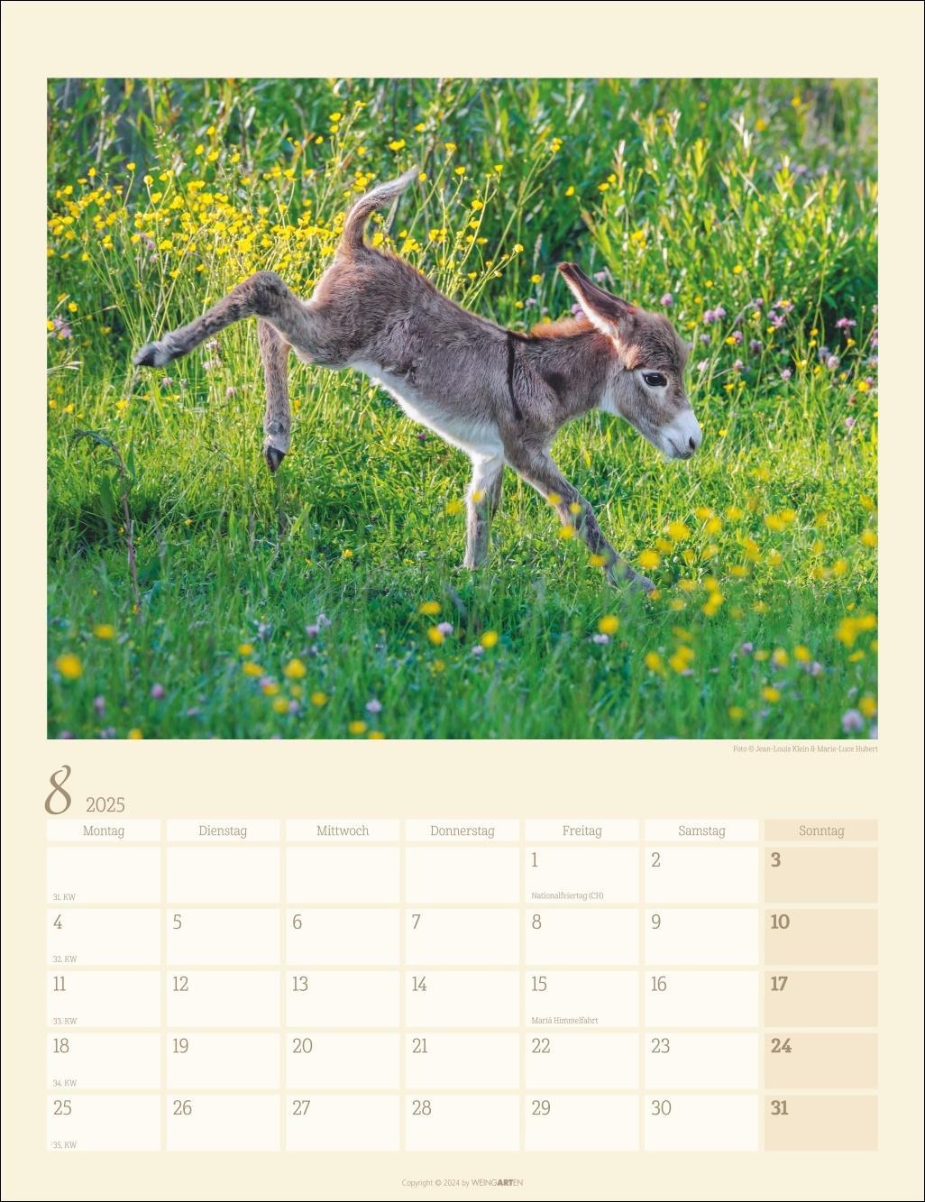 Esel Kalender 2025