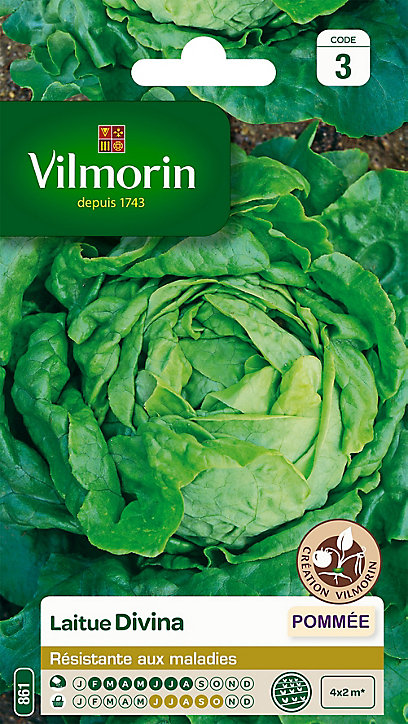 Graines de Laitue Pommée Divina Vilmorin