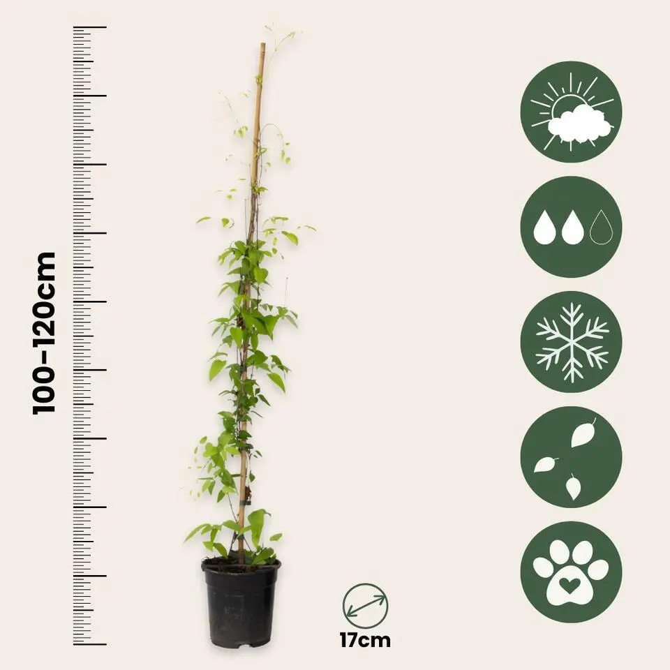 Bosrank - 2 stuks - Clematis 'The President' - Hoogte 100-120cm - ⌀17cm