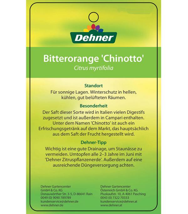 Bitterorange 'Chinotto'