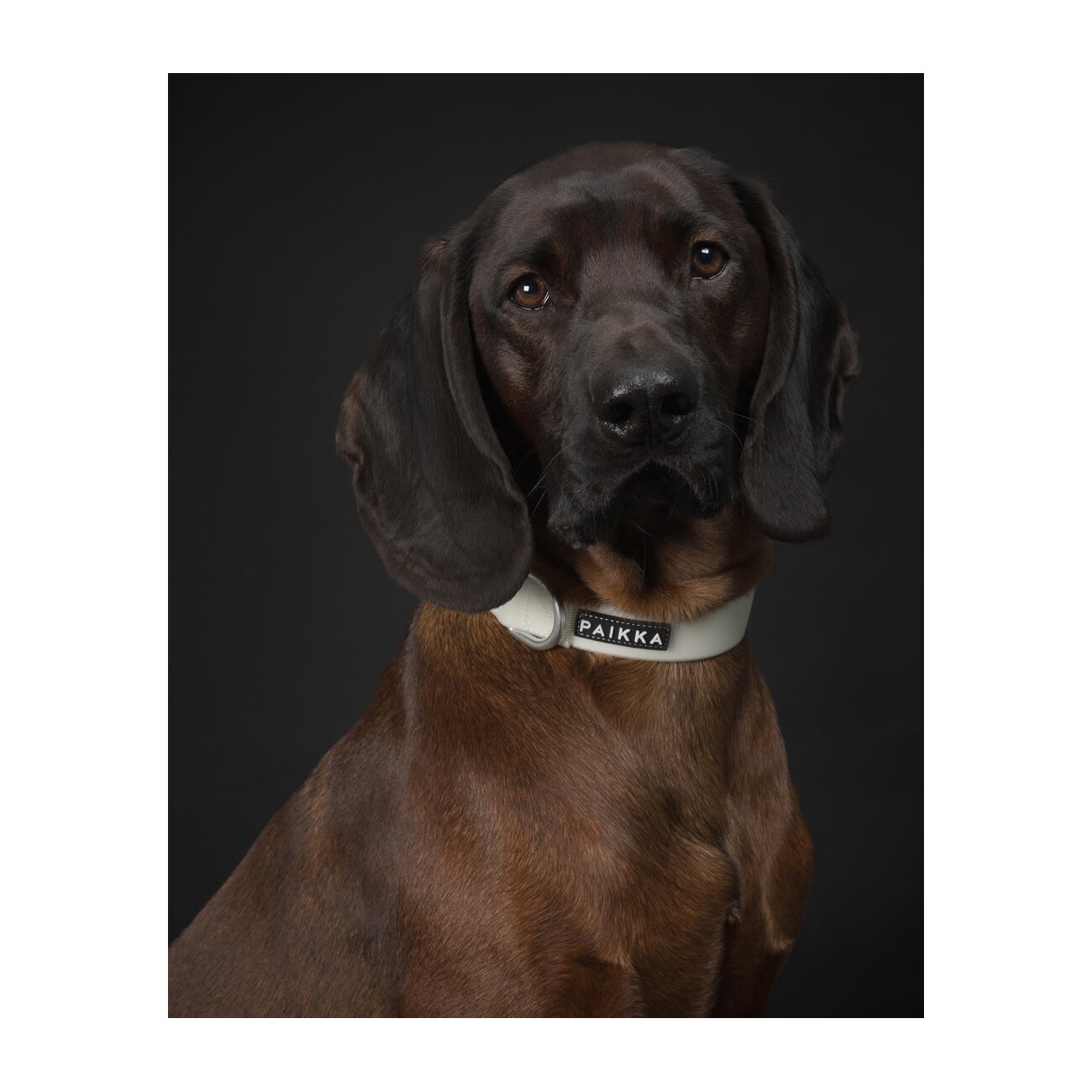 Paikka Glow Collar 14 cm, 1,5 cm