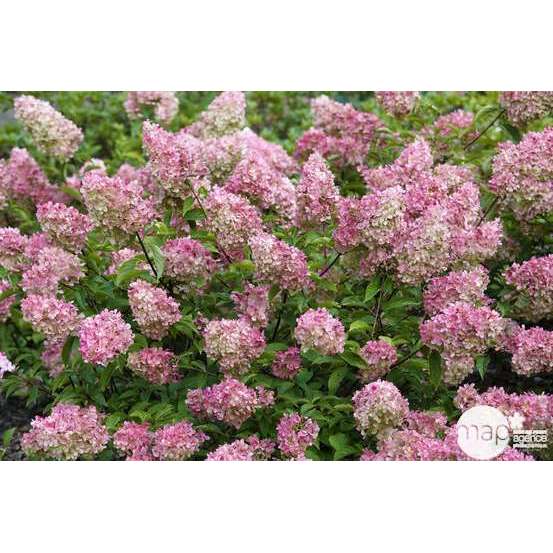 Hydrangea paniculata 'Vanille Fraise®' : Conteneur de 10 Litres Touffe