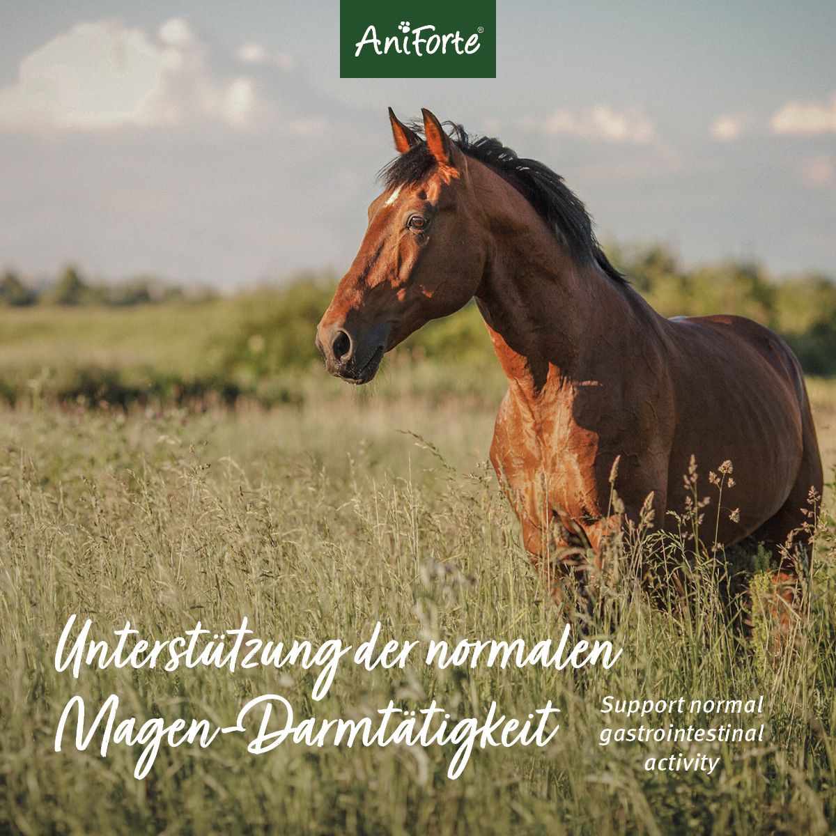 AniForte Flohsamen für Pferde