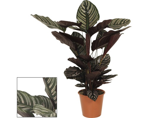 Calathea ornata (FloraSelf) H 80-90 cm Ø 19 cm pot