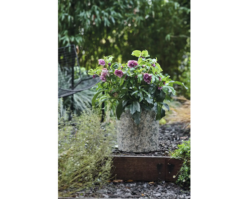 Kerstroos, Lenteroos FloraSelf Helleborus orientalis Viv Ø 19 cm pot dubbele bloemen