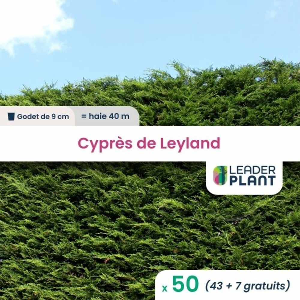 50 x cyprès de leyland en godet
