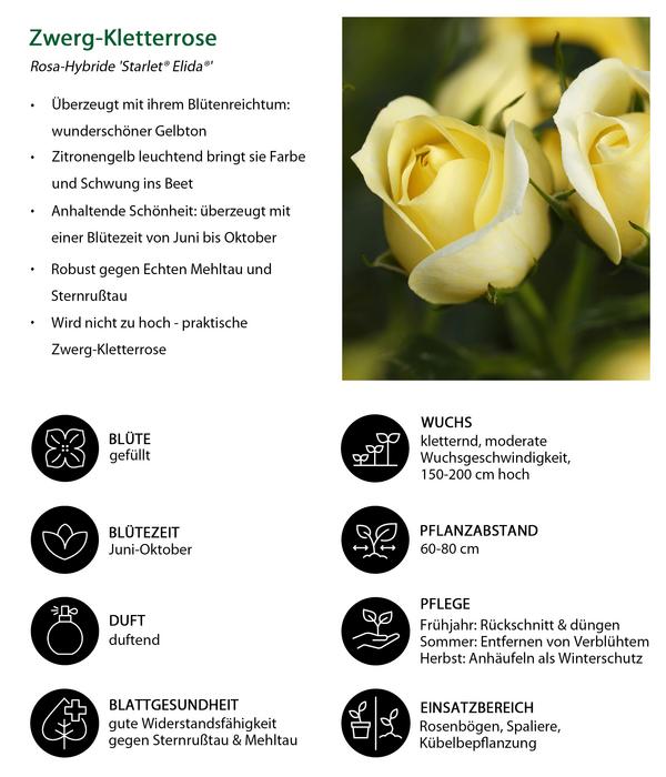 Zwerg-Kletterrose 'Starlet® Elida®'