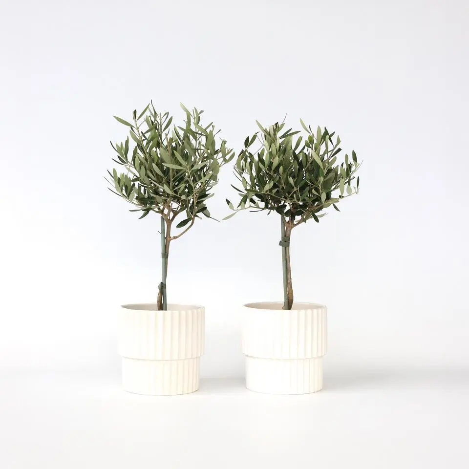 Olijfboom - Set van 2 - Olea europaea - Hoogte 50-60cm - ⌀14cm