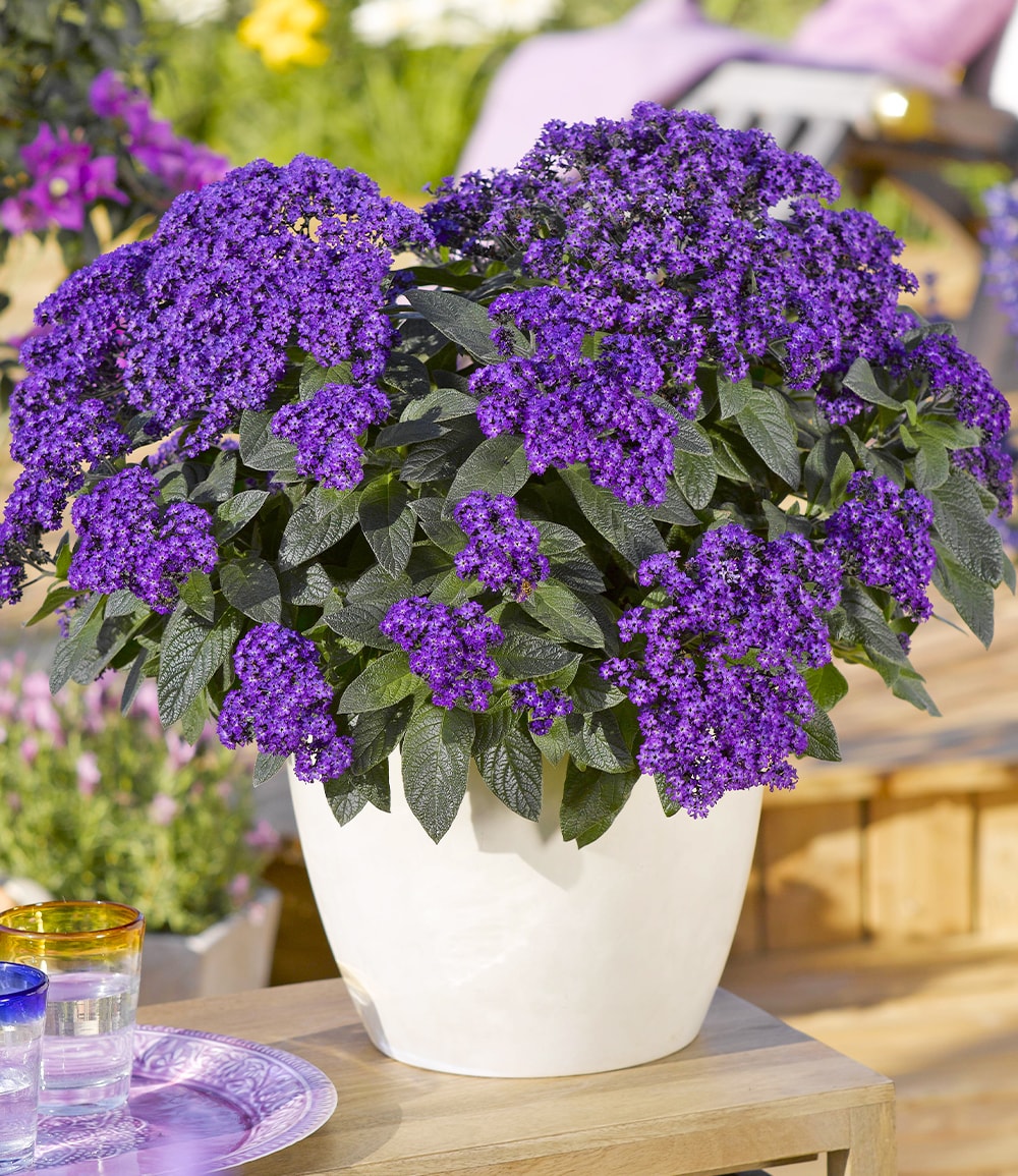 Duft Honig-Vanilleblume 'Honey Blue®'