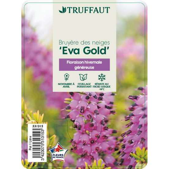 Erica x darleyensis 'Eva Gold®': ctr 1L