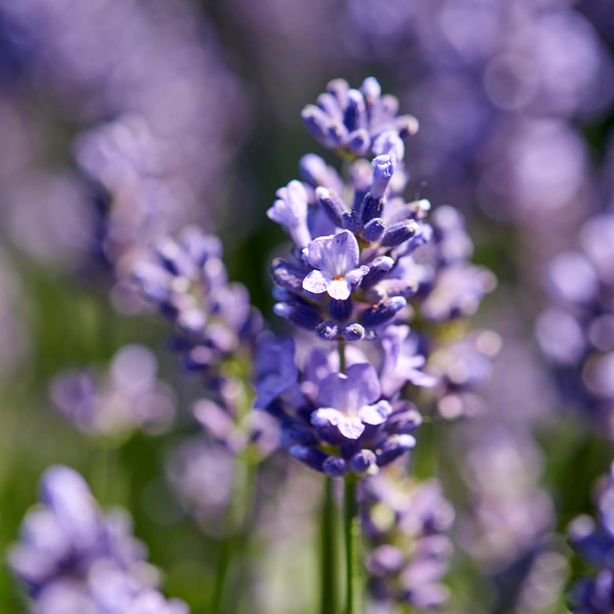 6x Lavandula angustifolia 'Ardèche' - lavendel - struik - winterhart - ⌀12 cm - ↕20-25 cm