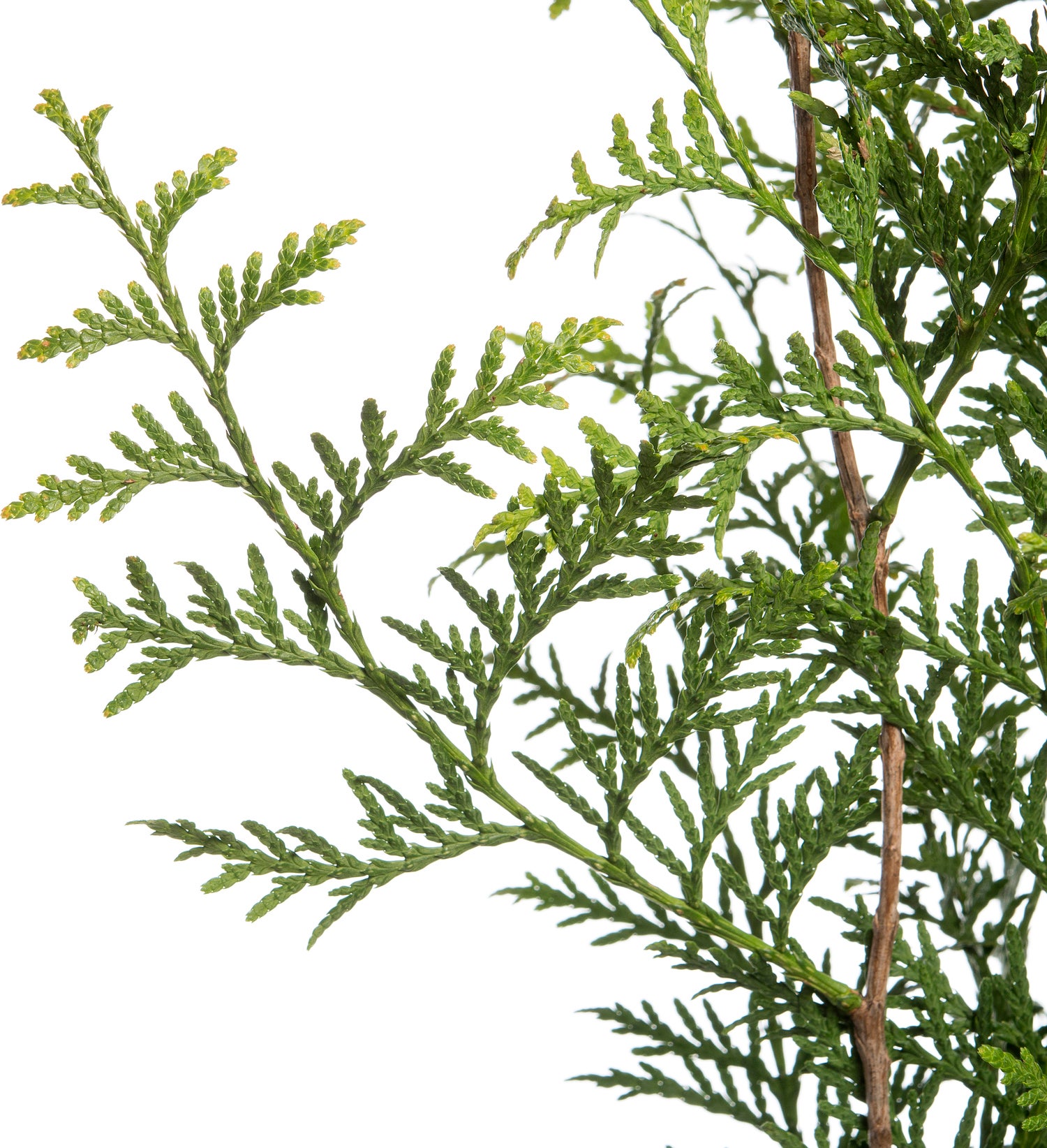 Levensboom (Thuja occidentalis 'Brabant') H 150 cm
