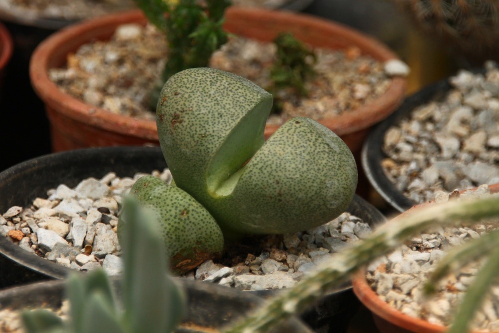 Kit cadeau - cleft stone - 40 graines - pleiospilos nelii