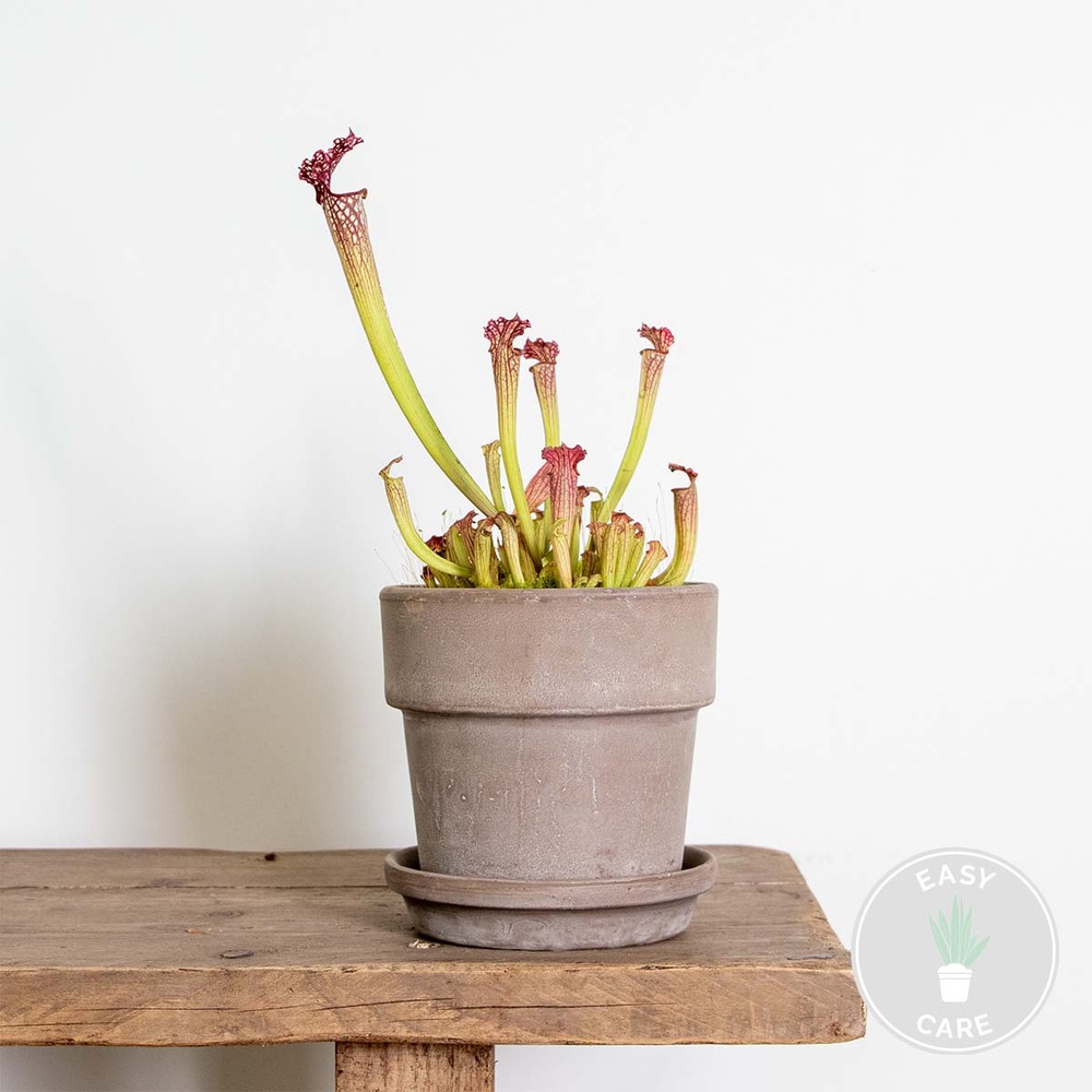 Sarracenia 'juthatip soper' – plante carnivore – peu d'entretien – ⌀12 cm – ↕10-20 cm