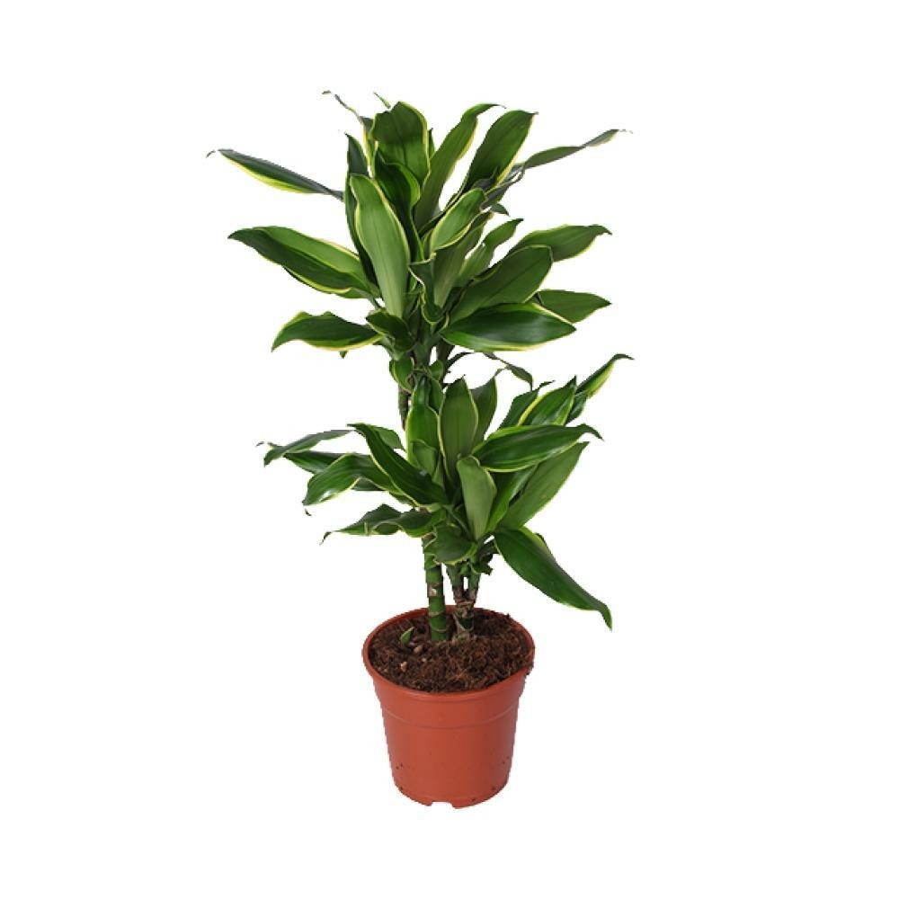 Plante d'intérieur - dracaena 'golden coast' 70.0cm