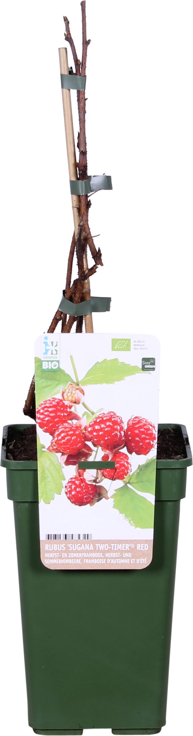 Biologische Herfst- en zomerframboos (Rubus idaeus 'Sugana Two-Timer® Red') D 19 H 60 cm