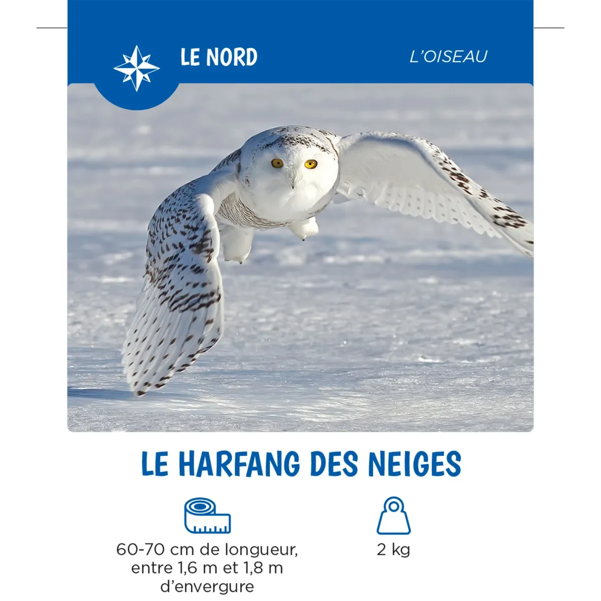 Auzou Les Animaux Du Québec