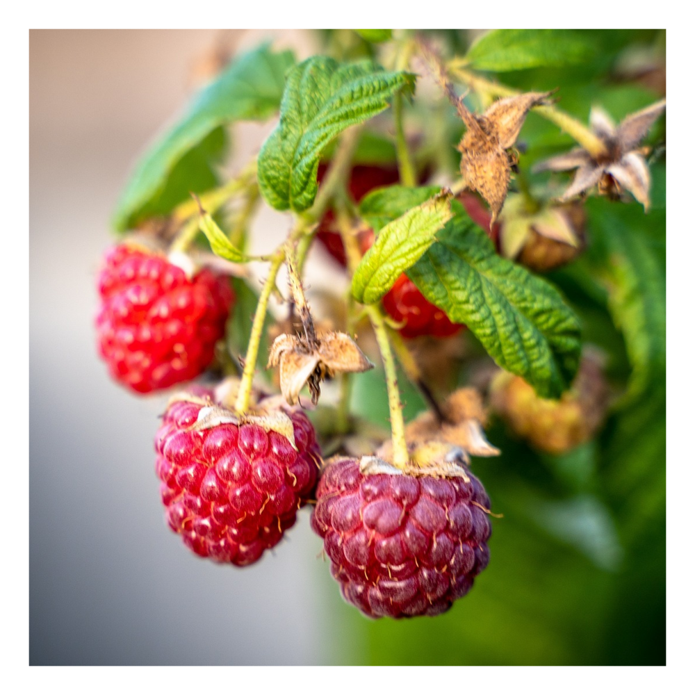Framboisier idaeus autumn happy®/rubus idaeus autumn happy®[-]pot de 1,5l - 20/50 cm