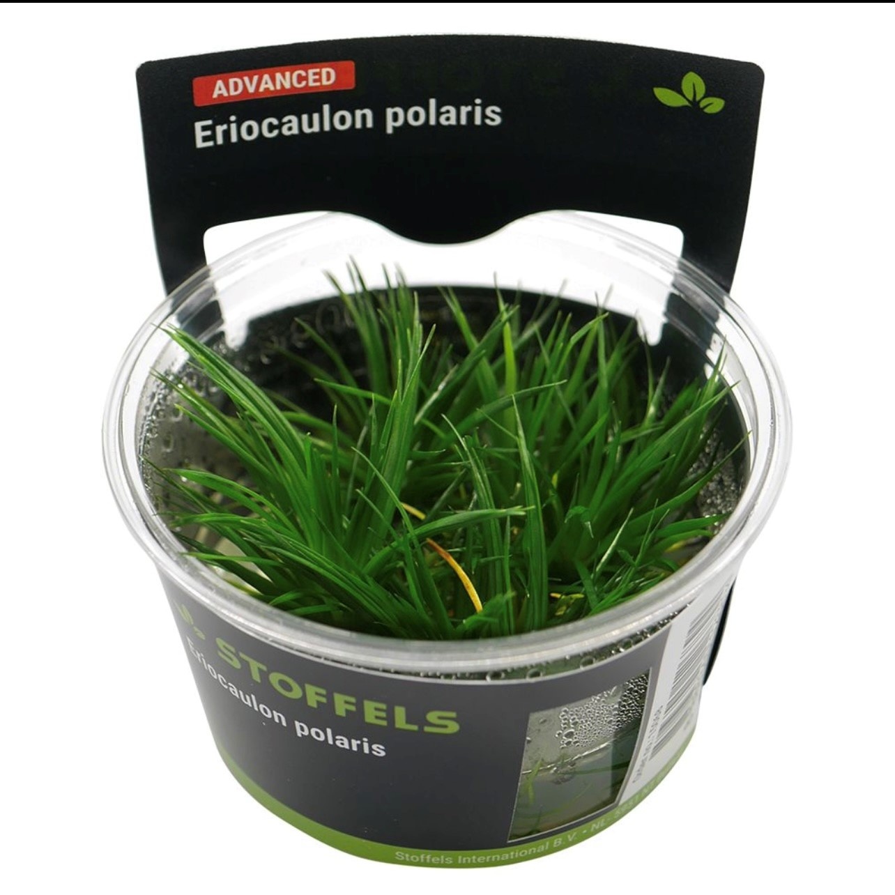 Waterplant Eriocaulon polaris in-vitro | Aquariumplant