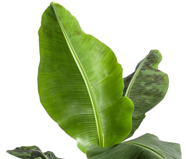 Banane 'Dwarf Cavendish'