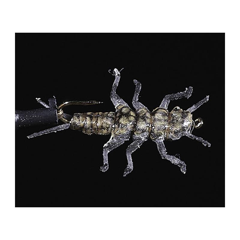 Mouche Jmc Nymphe Jig 100