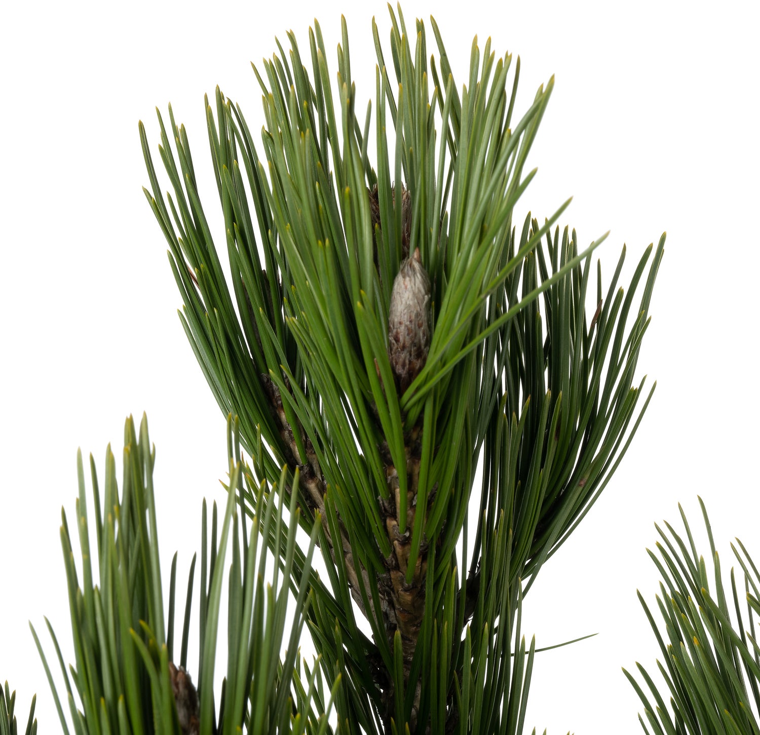 Bosnische Den (Pinus heldreichii 'Green Giant') D 26 H 40 cm