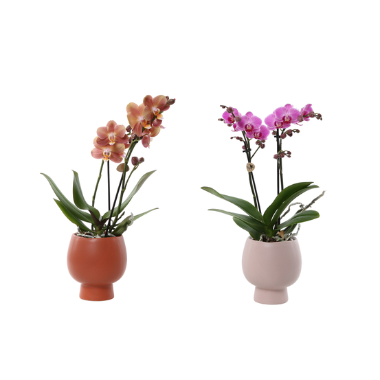 Orchidée Phalaeonopsis 2 tiges - cache-pot céramique D11cm