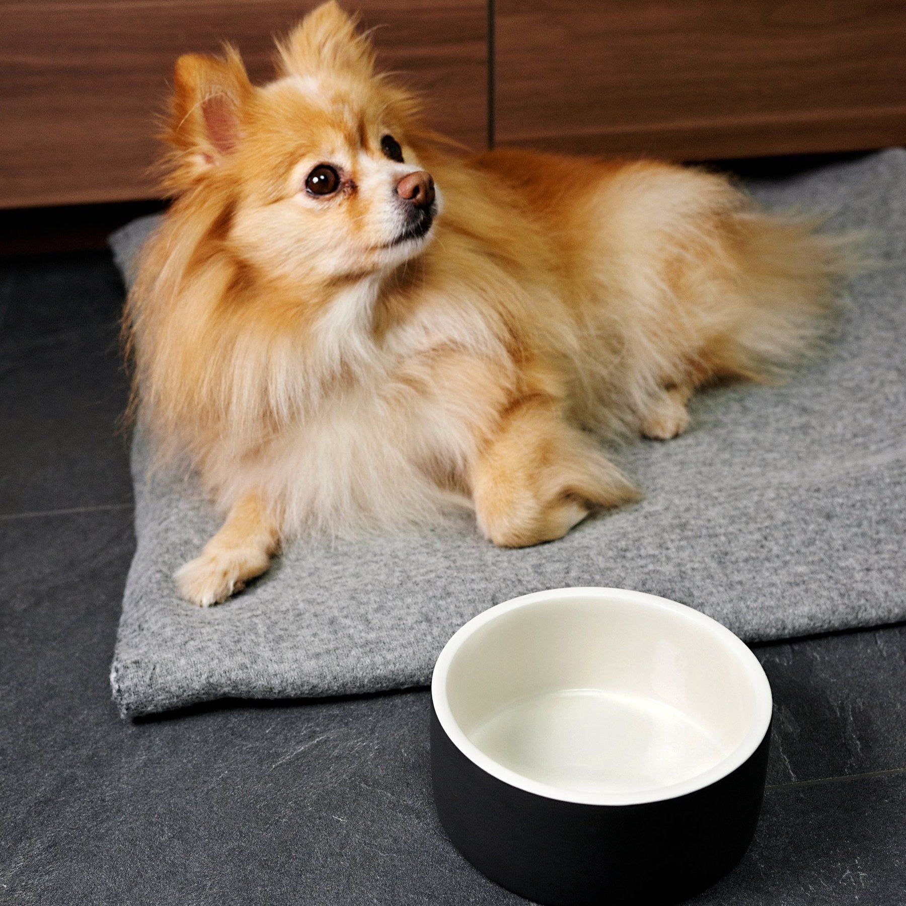 Cool Bowl Hundenapf Black - PAIKKA