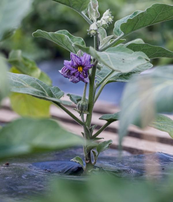 Aubergine